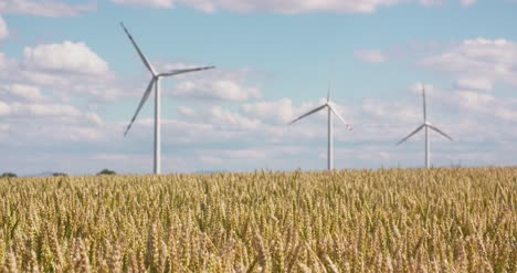 Wheat-Field-Against-Windmills-1