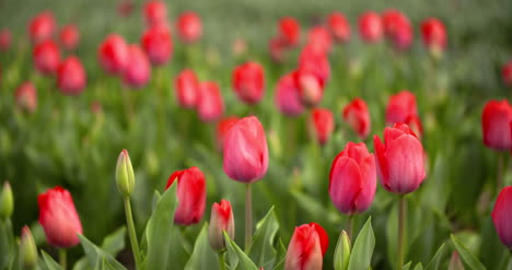 Plantación-De-Tulipanes-En-Los-Países-Bajos-Agricultura-8