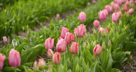 Tulpenplantage-In-Der-Niederländischen-Landwirtschaft-9