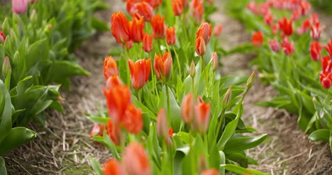 Plantación-De-Tulipanes-En-Países-Bajos-Agricultura-10
