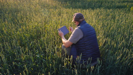 A-Male-Farmer-Is-Studying-The-Spikelets-Of-Young-Wheat-Uses-A-Tablettechnologies-In-Agribusiness-4K-