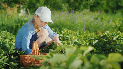 A-Little-Girl-Pulls-Strawberries-And-Puts-Them-In-A-Basket-Fresh-Fruits-From-Your-Garden-4K-Video