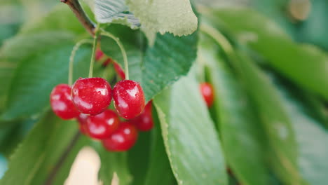 Juicy-Berries-Of-Sweet-Cherry-Grow-On-A-Tree-4K-Video
