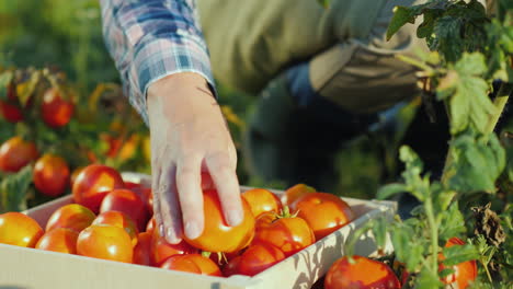Hands-Worker-Put-A-Tomato-In-A-Box-Harvesting-In-The-Field-Organic-Products