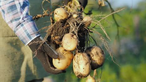 Farmer's-Hands-In-Gloves-Are-Holding-Freshly-Dug-Up-Potato-Tubers