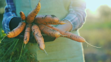 Der-Bauer-In-Handschuhen-Hält-Einen-Großen-Haufen-Karotten-Bio-Landwirtschaftskonzept-4k-Video