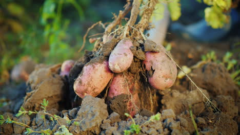 Dig-Out-A-Potato-Bush-From-The-Ground-Farm-Products-Concept-4K-Video