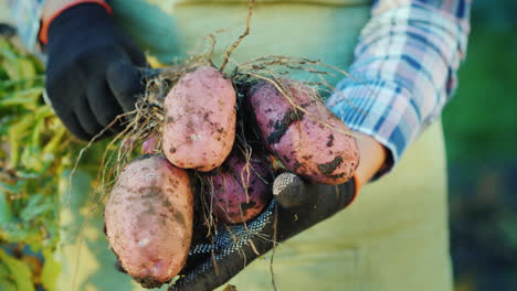 The-Farmer's-Hands-Hold-Potato-Tubers-Organic-Products-From-The-Field-4K-Video