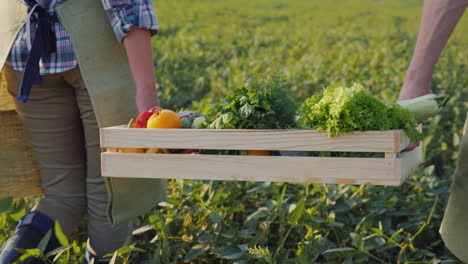 Zwei-Bauern-Tragen-Eine-Kiste-Mit-Frischem-Gemüse-über-Das-Feldgemüseerntekonzept