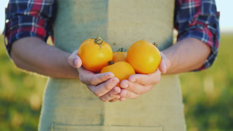 The-Farmer's-Hands-Hold-Several-Yellow-Tomatoes-Fresh-Vegetables-From-The-Field