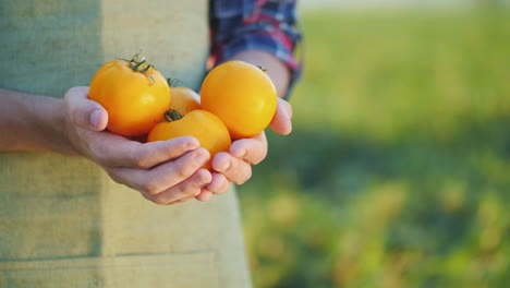 The-Farmer's-Hands-Hold-Several-Yellow-Tomatoes-Fresh-Vegetables-From-The-Field