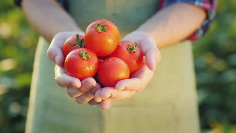 The-Farmer's-Hands-Hold-Juicy-Red-Tomatoes-Fresh-Vegetables-From-Farming