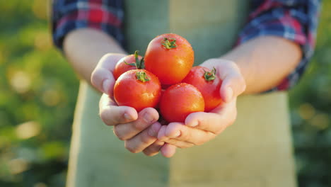 The-Farmer's-Hands-Hold-Juicy-Red-Tomatoes-Fresh-Vegetables-From-Farming
