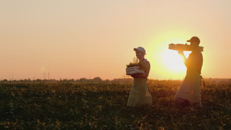 Man-And-Woman-Farmers-Together-Carry-A-Corn-Crop-In-A-Wooden-Box-At-Sunset-Steadicam-Slow-Motion-Vid