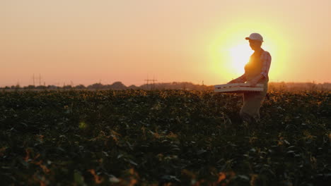 Woman-Farmer-Carries-A-Box-With-Vegetables-On-The-Field-At-Sunset-4K-Video