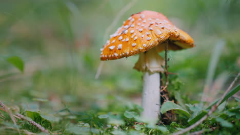 The-Big-Fly-Agaric-Grows-In-The-Forest-Flush-Mushrooms-4K-Video
