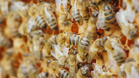 Unterhaltsames-Bienenleben-Freundschaftliche-Teamarbeit-An-Der-Kreation-Von-Leckerem-Honig