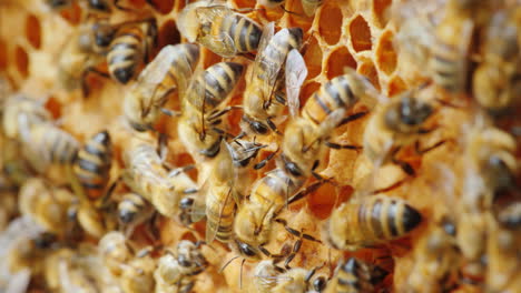 ökologisch-Saubere-Produktion-Bienen-Produzieren-Köstlichen-Honig-Aus-Einem-Natürlichen-P