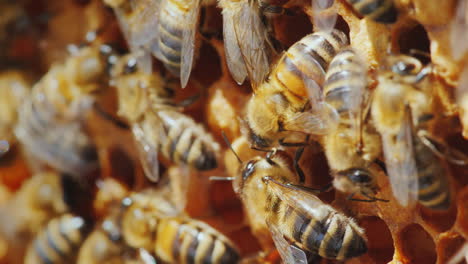 Life-Inside-A-Bee-Hive-Bees-Work-On-Frames-With-Honey-Macro-Shot