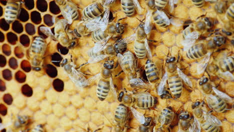 Freundliches-Team-Arbeiten-Eine-Große-Bienenfamilie-Produktiv-An-Der-Herstellung-Von-Duftendem-Honig