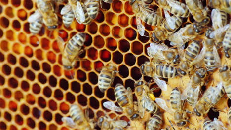 Leben-In-Einem-Bienenstock-Bienen-Arbeiten-An-Rahmen-Mit-Honigmakroaufnahme