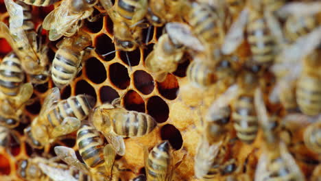 Bienen-Arbeiten-An-Der-Makrofotografie-Von-Waben