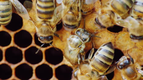 Eine-Neugeborene-Biene-Erscheint-Aus-Dem-Wabenzellen-HD-Video