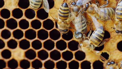 Eine-Neugeborene-Biene-Erscheint-Aus-Dem-Wabenzellen-HD-Video