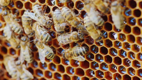 Die-Bienen-Arbeiten-Im-Bienenstock-An-Den-Wabenzellen-Sind-Nicht-Geschlossen-Sie-Können-Frischen-Honig-4k-Video-Sehen