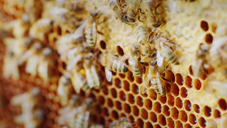 Bienen-Arbeiten-In-Einem-Bienenstockvideo-Mit-Geringer-Schärfentiefe