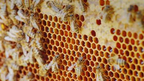 The-Colony-Of-Bees-Is-Working-Inside-The-Hive