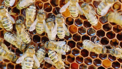 Das-Bienenvolk-Arbeitet-Im-Bienenstock
