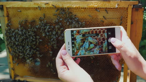 Der-Imker-Fotografiert-Einen-Rahmen-Mit-Bienen,-Die-In-Der-Imkerei-Arbeiten