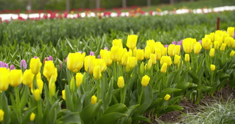 Plantación-De-Tulipanes-En-Holanda-Agricultura-24