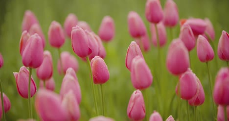 Beautiful-Red-Tulips-Blooming-On-Field-14