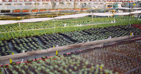 Agriculture-Flower-Seedlings-In-Greenhouse-31