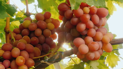 Delicious-Grapes-Singing-On-The-Vine-Bottom-View