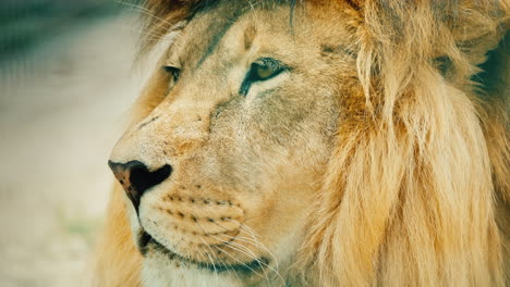 Side-View-Portrait-Of-A-Male-Lion-4K-Video
