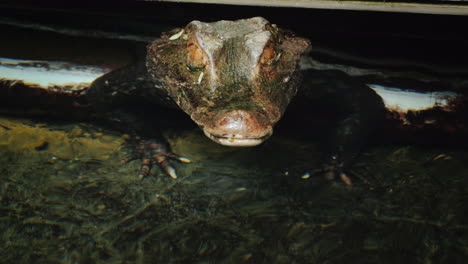 Head-Of-A-Crocodile-(Paleosuchus-Palpebrosus)-Dwarf-Caiman