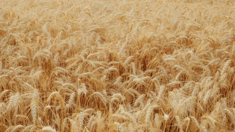 A-Field-Of-Ripe-Wheat-Ears-Swaying-In-The-Wind