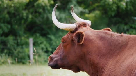 Portrait-Of-A-Thoroughbred-Cow-With-Large-Horns