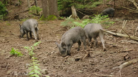 A-Herd-Of-Wild-Pigs-Feeds-In-The-Forest-Wild-Life-Of-The-Forest-4K-Video