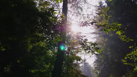 Die-Sonnenstrahlen-Scheinen-Durch-Die-Zweige-Der-Bäume-Morgenwald-Kristallklare-Luft-Und-Licht