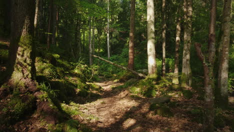 Der-Mysteriöse-Morgenwald-Der-Umgestürzte-Baum-War-Mit-Moos-Bedeckt-Schönes-Spiel-Von-Licht-Und-Schatten
