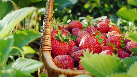 Harvest-Strawberries---Hand-Puts-The-Berry-In-The-Basket