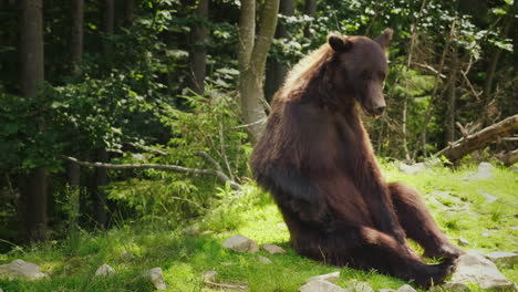 A-Large-Brown-Bear-Sits-On-The-Back-And-Scratches-Its-Side-With-Its-Paw-Funny-Wild-Animals-4K-Video