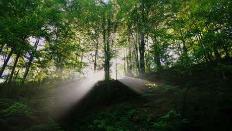 Die-Strahlen-Der-Aufgehenden-Sonne-Sind-Heilig-Durch-Den-Wald-Morgen-Im-Wald