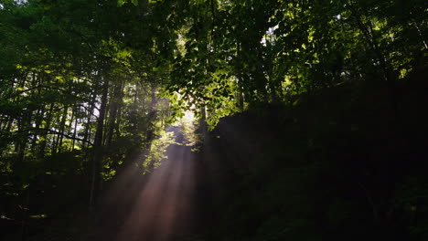 Die-Strahlen-Der-Aufgehenden-Sonne-Sind-Heilig-Durch-Den-Wald-Morgen-Im-Wald