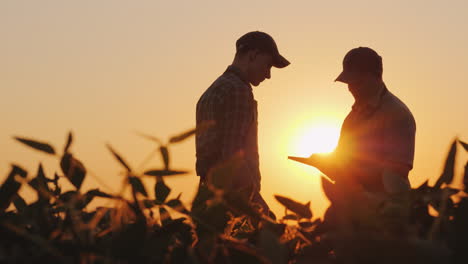 Two-Men-Farmer-Working-In-The-Field-At-Sunset-Using-A-Tablet