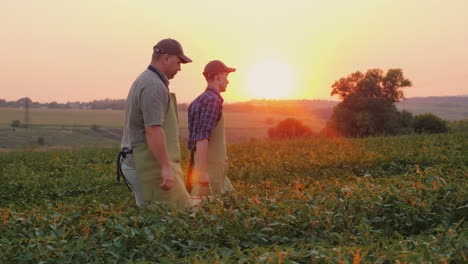 Father-Farmer-And-Son-Together-Carry-A-Box-With-A-Crop-On-The-Field-Family-Agribusiness